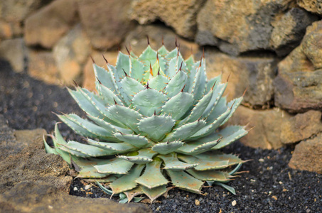 美丽仙人掌的细节