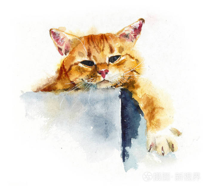 红色家养的猫。水彩画手画插图