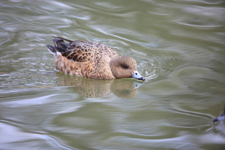 在日本的欧亚 Wigeon 阿纳斯佩内洛普