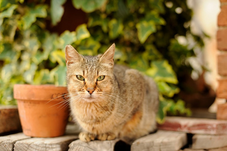 猫肖像