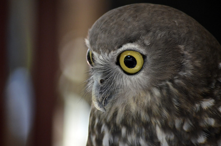 咆哮的猫头鹰图片