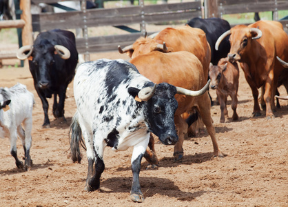 西班牙牛和犊牛的畜群