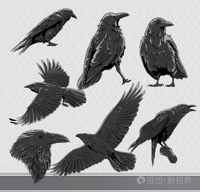 乌鸦集插画-正版商用图片04mgwx-摄图新视界
