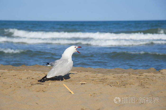 地中海沿岸的海鸥, 塔拉戈纳