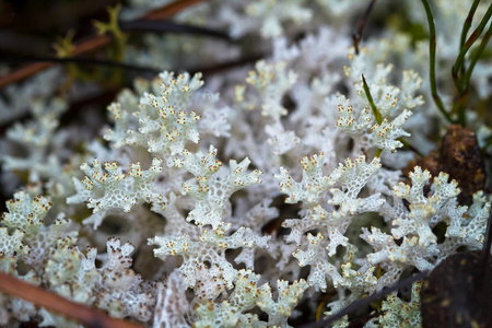 澳大利亚塔斯马尼亚的珊瑚地衣 Cladia retipora