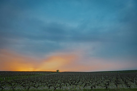 美丽的日落风景波尔多 wineyard, 梅多克, 法国