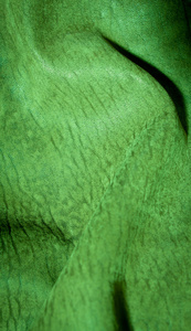 绿树纹理背景