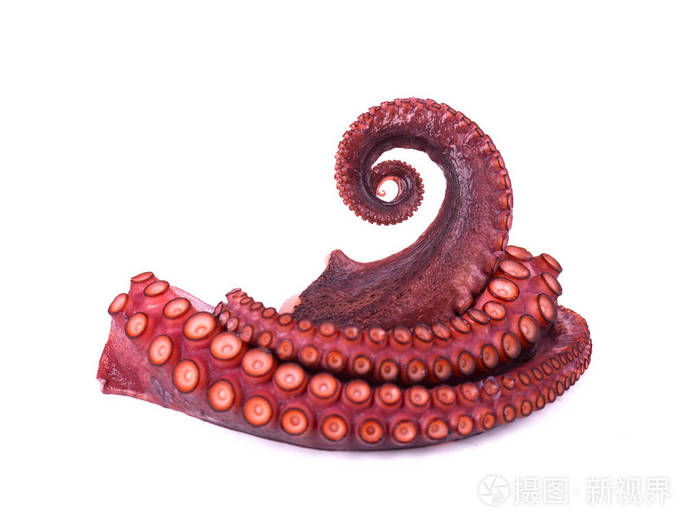 孤立在白色背景上的章鱼的触手
