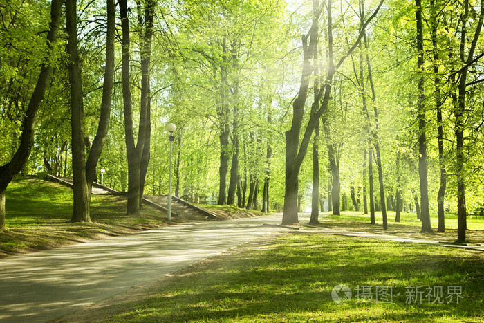 在阳光明媚的早晨的绿色公园