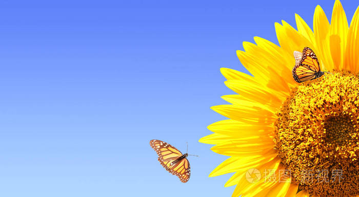 蓝天背景下的向日葵和帝王蝴蝶