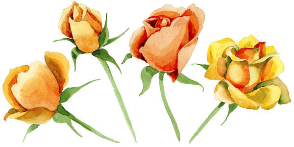 野花玫瑰一朵在孤立的水彩风格