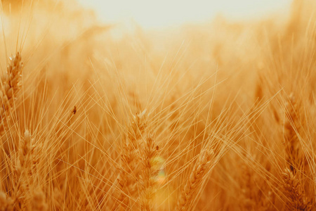田野上金黄麦子的小穗。美丽的自然景观乡村日落。概念丰富的收获