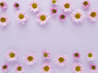 美丽绽放的菊花在浅紫色背景下