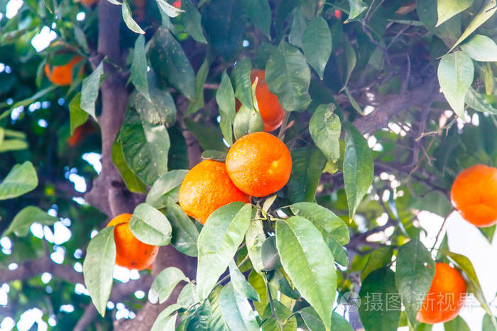 橘子橘子或 clementines 在树上生长
