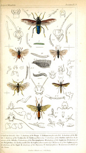 昆虫的例证。动物王国, 根据其组织安排, 为动物的自然历史奠定基础