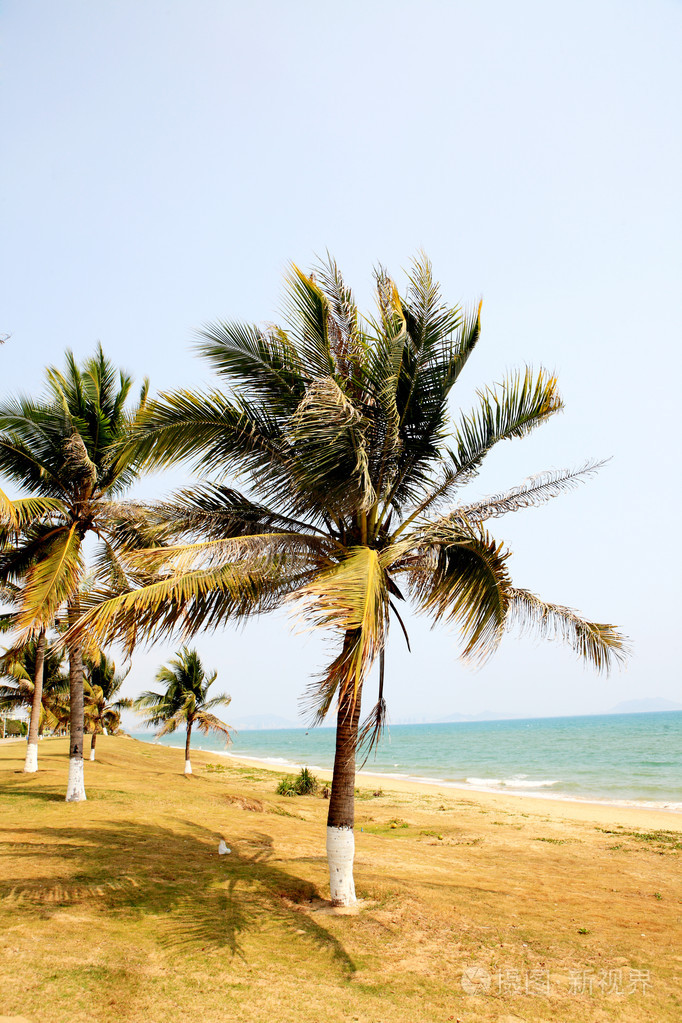 在三亚海边椰树