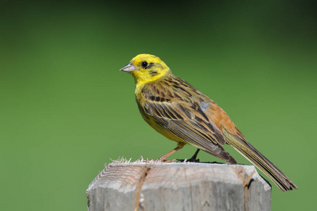 坐在树干上的 yellowhammer 旗