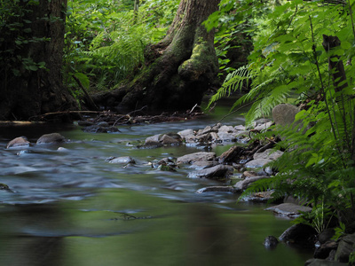 长曝光魔术森林小河与石头树和蕨类植物
