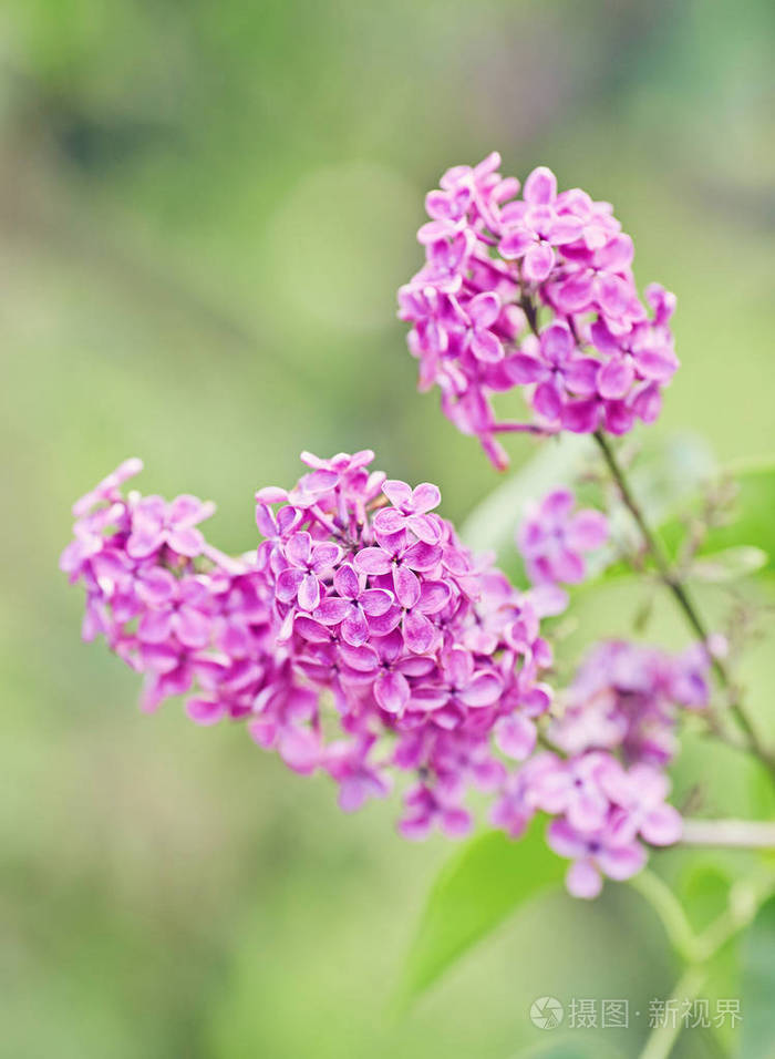 美丽的紫色紫罗兰花.紫色花朵的关闭