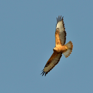 飞鹰(布约拉)照片