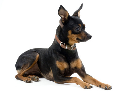 微型 pinscher