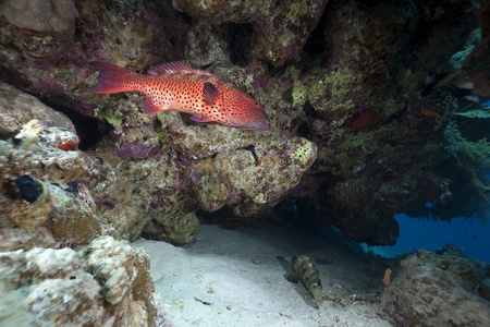 coralgrouper 和海洋