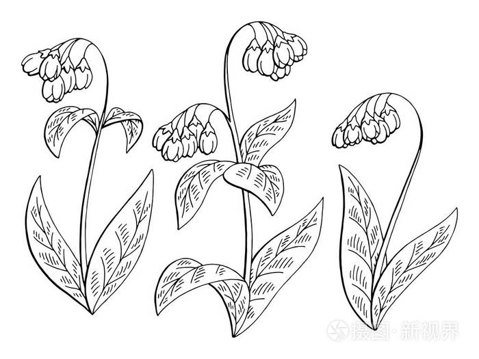 紫草花图形黑色白色隔离草图集插图向量插画-正版商用图片04n0yu-摄图