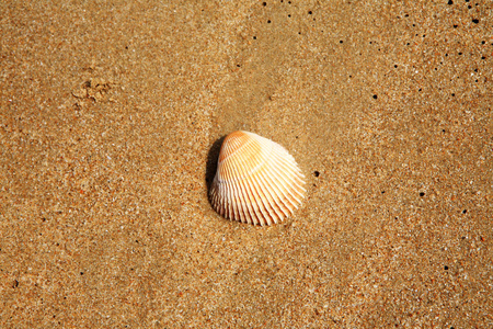 在海滩砂壳