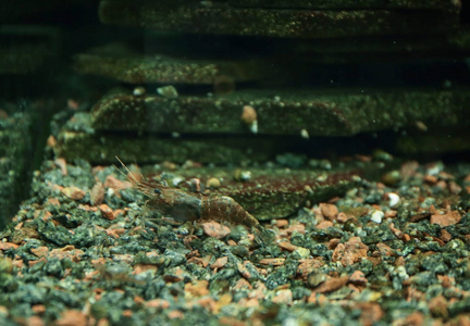 小虾在水族馆图片