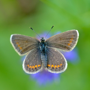 自然生境中的蝴蝶Plebe jusargus