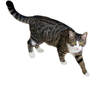 动画猫走路图片