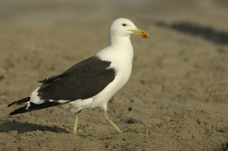 海鸥角LarusVetula