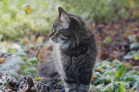 年轻蓬松的灰色家养猫在一个阳光明媚的森林的肖像。领养宠物