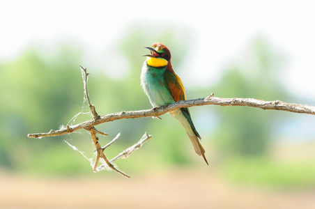 欧洲蜂食者 Merops apiaster 坐在一根张开喙的树枝上。