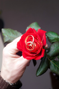 红玫瑰与两个婚礼戒指上芽