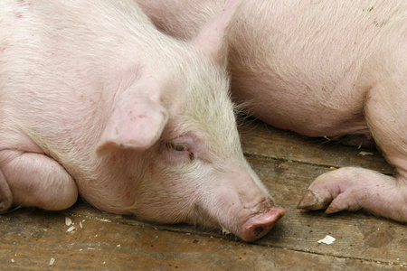 猪猪肉国内动物农业
