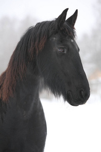 惊人的 friesian 母马在冬天