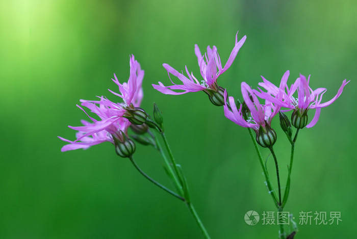 Ragged Robin Lychnis Flos Cucœli 照片 正版商用图片04nda8 摄图新视界