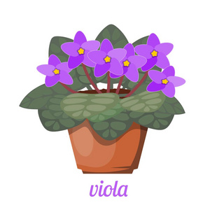 紫罗兰在白色背景的花盆里.卡通风格提琴的矢量插图照片