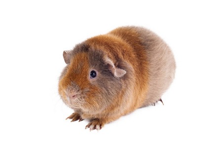 红头发的豚鼠的泰迪龙品种坐在一个半回合的脸左边在白色背景水平