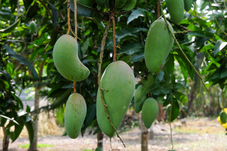 芒果是一种营养丰富的食物, 含有大量的维他命, 青芒果很酸.照片