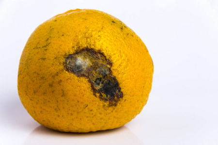 腐烂的水果图片-腐烂的水果素材-腐烂的水果插画-摄图新视界