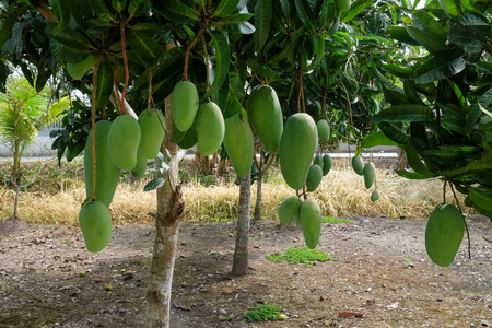 高品质的免费股票形象的绿色芒果在树上的果园.
