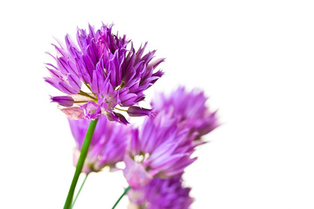 夏季紫丁香花