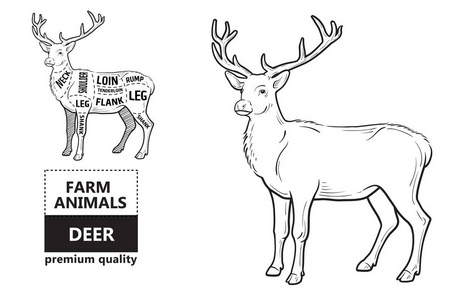 鹿肉削减与元素和名字。白色背景上的孤立黑色。肉店