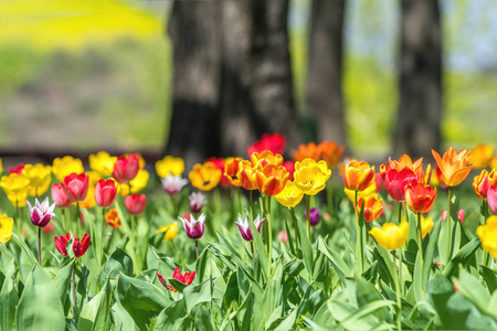 五颜六色的郁金香花盛开在公园里