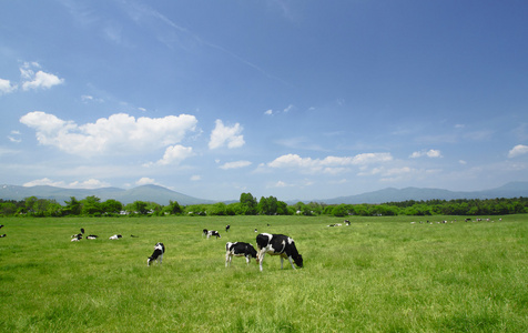 在字段中的母牛和蓝色天空