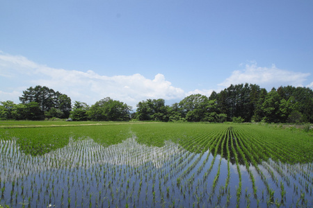 田园