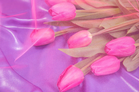 粉红色郁金香上的一束春天粉红色的活郁金香