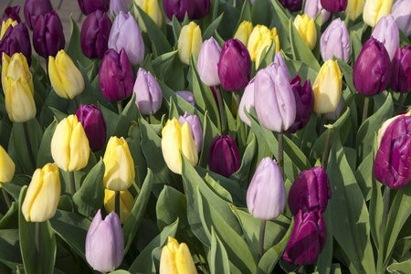 Singel 运河 Bloemenmarkt 浮动花卉市场上五颜六色的郁金香。阿姆斯特丹。荷兰